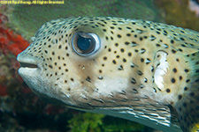 burrfish